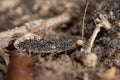 Skin moth Monopis laevigella adult on owl pellet Royalty Free Stock Photo