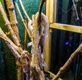 The skin moults of a mexican king snake hanging on a branch, ecdysis the shedding of snake hide