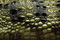 The skin of The mugger crocodile Crocodylus palustris = Royalty Free Stock Photo