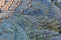 Skin of Nile crocodile, Crocodylus niloticus, with open muzzle, in the river bank, Okavango delta, Moremi, Botswana. Wildlife Royalty Free Stock Photo