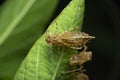 Moulted Skin of dragonfly, Satara, Maharashtra