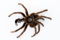 Skin remaining after molting from spider tarantula Phormictopus auratus on a white background Royalty Free Stock Photo