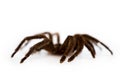 Skin remaining after molting from spider tarantula Phormictopus auratus on a white background Royalty Free Stock Photo