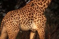 A skin of Rhodesian giraffe Giraffa tippelskirchi up to close, only skin detail