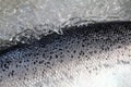 Skin Salmon fish, Salmon Fish scale texture and ice Royalty Free Stock Photo