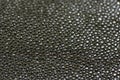 Texture of genuine stingray leather