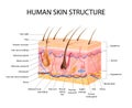 Skin Sensory Receptors Concept
