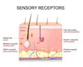 Skin sensory receptors. Cross section of humans skin layers