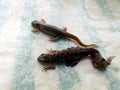Newts from the pond in the garden. Male and female. Royalty Free Stock Photo