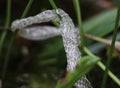 Skin of snake molt on aquatic plant Royalty Free Stock Photo