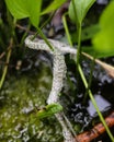 Skin of snake molt on aquatic plant Royalty Free Stock Photo