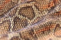 Skin of snake texture pattern close-up for background