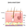 Skin structure and anatomy. Layers Of Human Skin Royalty Free Stock Photo