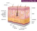 Skin structure, medicine, full description, vector illustration Royalty Free Stock Photo