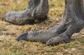 Skin surface and claws on the paw of wild African ostrich close-up