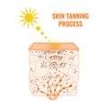 Skin tanning process in epidermis cross-section diagram