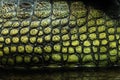 Skin texture. Gharial (Gavialis gangeticus) Royalty Free Stock Photo