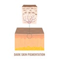 Skin tone pigmentation mechanism in dark skin
