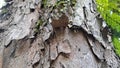 Skin of the tree, trunk, old tree, nature, background, texture, landscape