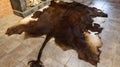 The skin of a wild animal bull lies on the floor. Hunting trophies