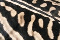 Skin of a Zebra African,