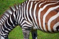 Skin of zebras are several species of African equids horse family Royalty Free Stock Photo