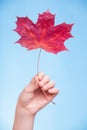 Skincare. Hand with maple leaf as symbol red dry capillary skin. Royalty Free Stock Photo