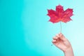 Skincare. Hand with maple leaf as symbol red dry capillary skin. Royalty Free Stock Photo