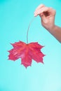 Skincare. Hand with maple leaf as symbol red dry capillary skin. Royalty Free Stock Photo