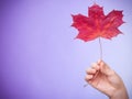 Skincare. Hand with maple leaf as symbol red dry capillary skin. Royalty Free Stock Photo