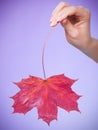 Skincare. Hand with maple leaf as symbol red dry capillary skin. Royalty Free Stock Photo