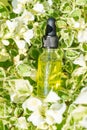Skincare natural jasmine essential oil product. White jasmine flower petals and cosmetic glass bottle with dropper for Royalty Free Stock Photo