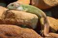 Skink animals lizards