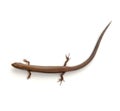 Skink