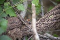 Skink On A Log