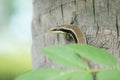 Skink, reptile like in the trees