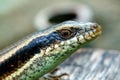 Skink Scincidae,close up Skink ,Reptile.