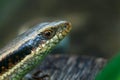 Skink Scincidae,close up Skink ,Reptile.