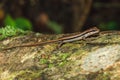 Skink is on trees in nature