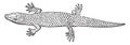 Skink, vintage engraving