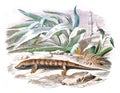 The skink, vintage engraving