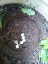 Skinks eggs in garden of home Royalty Free Stock Photo