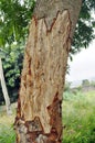 SKINNED TREE