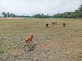 Skinny baby cow following his group on dry field