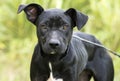 Skinny black Lab Pitbull mix breed dog adoption photograph