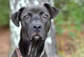 Skinny black Pitbull Terrier and Lab mix dog outside on a leash