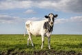 Skinny cow, friesian holstein, in the Netherlands on green grass in a meadow, and a blue sky