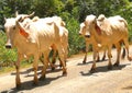 Skinny cows, climatic change Royalty Free Stock Photo