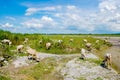 Skinny cows in the countryside