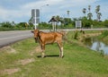 A group of skinny cows eating grass